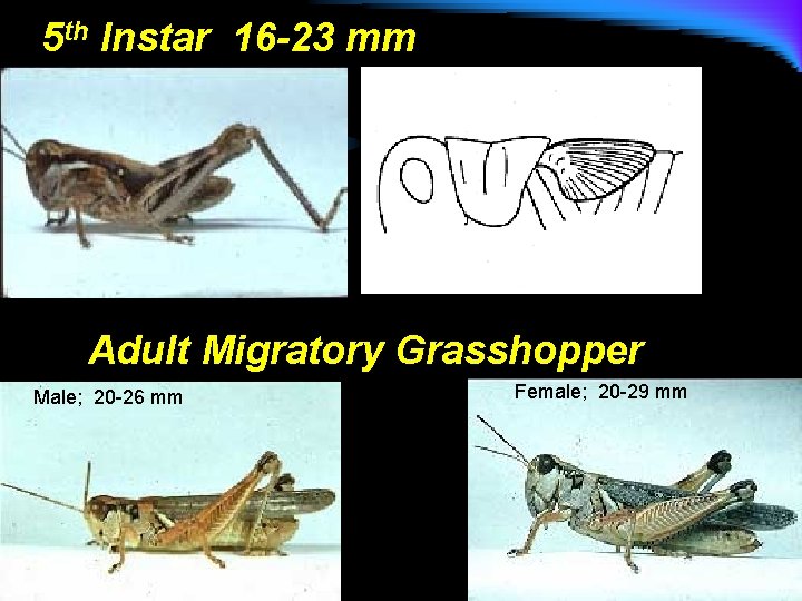 5 th Instar 16 -23 mm Adult Migratory Grasshopper Male; 20 -26 mm Female;