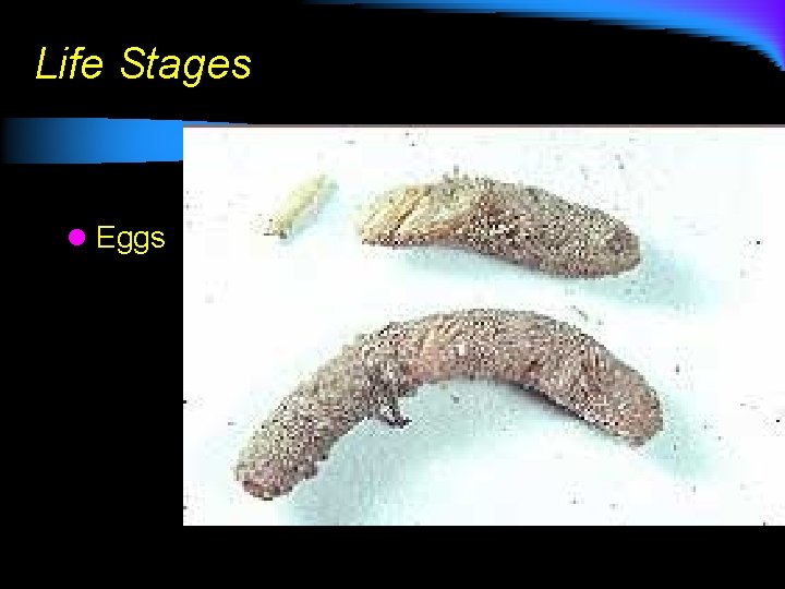 Life Stages l Eggs 