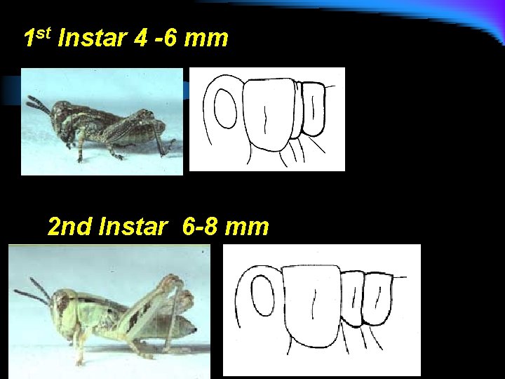 1 st Instar 4 -6 mm 2 nd Instar 6 -8 mm 