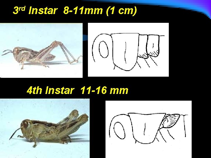 3 rd Instar 8 -11 mm (1 cm) 4 th Instar 11 -16 mm