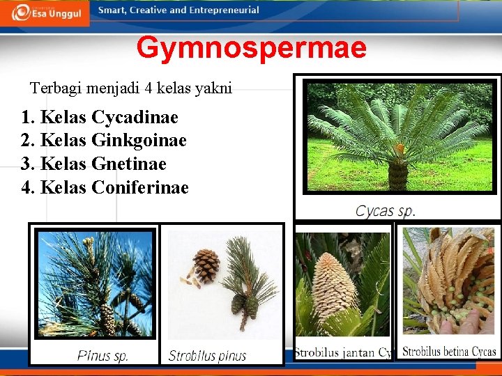 Gymnospermae Terbagi menjadi 4 kelas yakni 1. Kelas Cycadinae 2. Kelas Ginkgoinae 3. Kelas