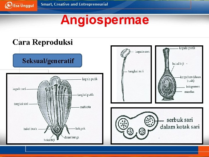 Angiospermae Cara Reproduksi Seksual/generatif 