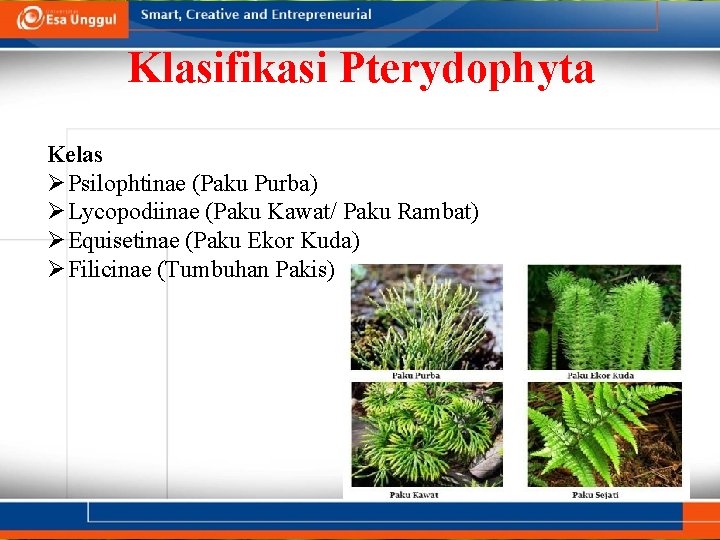 Klasifikasi Pterydophyta Kelas Ø Psilophtinae (Paku Purba) Ø Lycopodiinae (Paku Kawat/ Paku Rambat) Ø
