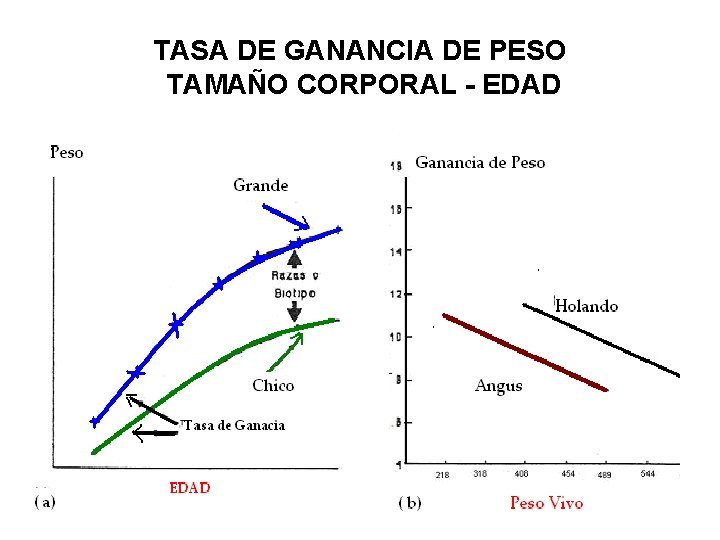 TASA DE GANANCIA DE PESO TAMAÑO CORPORAL - EDAD 