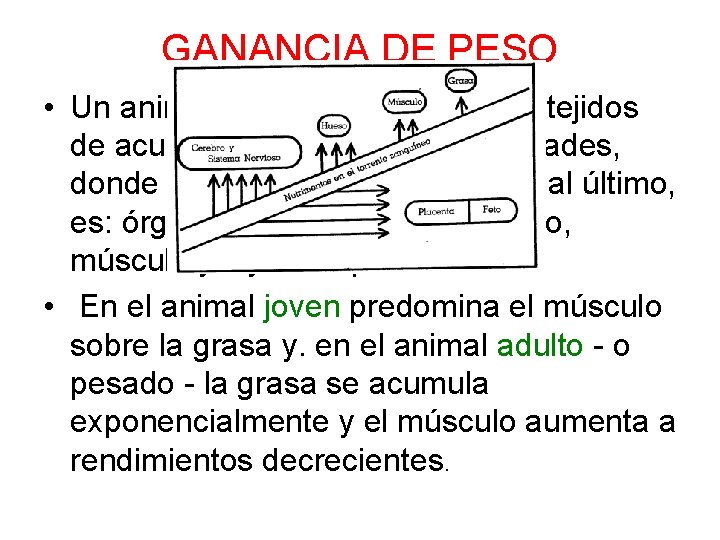 GANANCIA DE PESO • Un animal gana peso acumulado tejidos de acuerdo a un