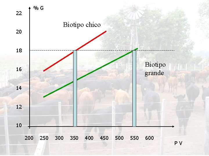 %G 22 Biotipo chico 20 18 Biotipo grande 16 14 12 10 200 250