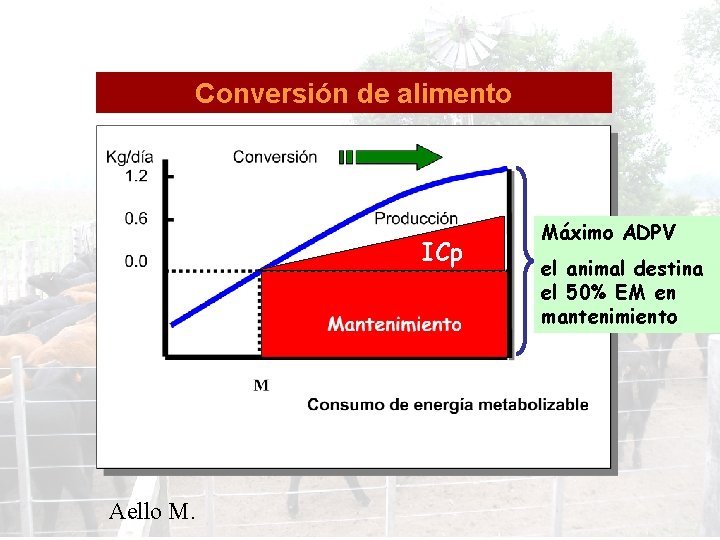 Conversión de alimento ICp Aello M. Máximo ADPV el animal destina el 50% EM