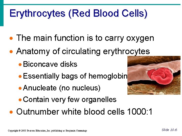 Erythrocytes (Red Blood Cells) · The main function is to carry oxygen · Anatomy