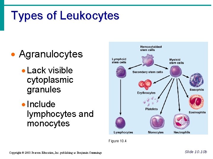 Types of Leukocytes · Agranulocytes · Lack visible cytoplasmic granules · Include lymphocytes and