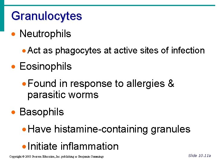 Granulocytes · Neutrophils · Act as phagocytes at active sites of infection · Eosinophils