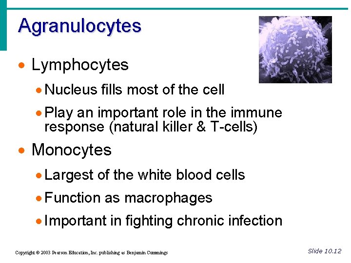 Agranulocytes · Lymphocytes · Nucleus fills most of the cell · Play an important