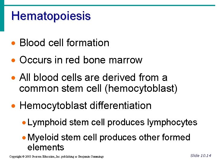 Hematopoiesis · Blood cell formation · Occurs in red bone marrow · All blood