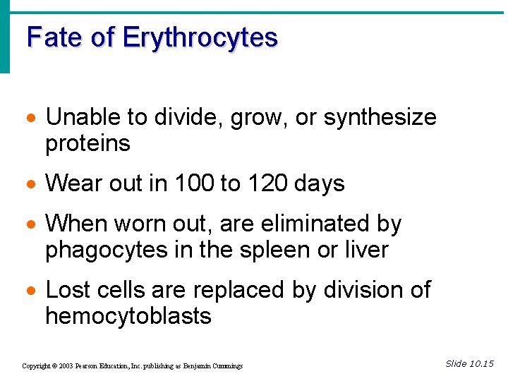 Fate of Erythrocytes · Unable to divide, grow, or synthesize proteins · Wear out