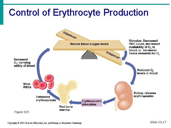 Control of Erythrocyte Production Figure 10. 5 Copyright © 2003 Pearson Education, Inc. publishing
