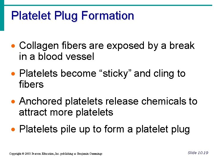 Platelet Plug Formation · Collagen fibers are exposed by a break in a blood
