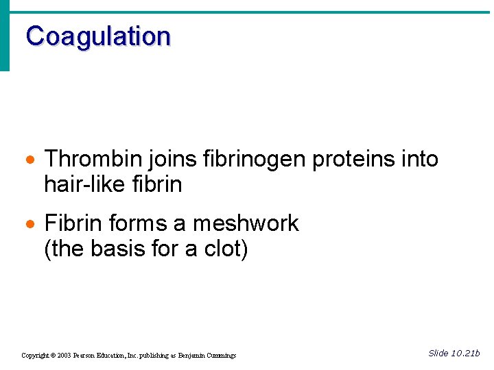 Coagulation · Thrombin joins fibrinogen proteins into hair-like fibrin · Fibrin forms a meshwork
