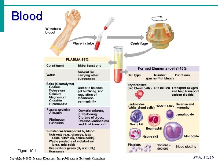 Blood Figure 10. 1 Copyright © 2003 Pearson Education, Inc. publishing as Benjamin Cummings