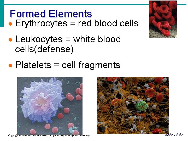 Formed Elements · Erythrocytes = red blood cells · Leukocytes = white blood cells(defense)