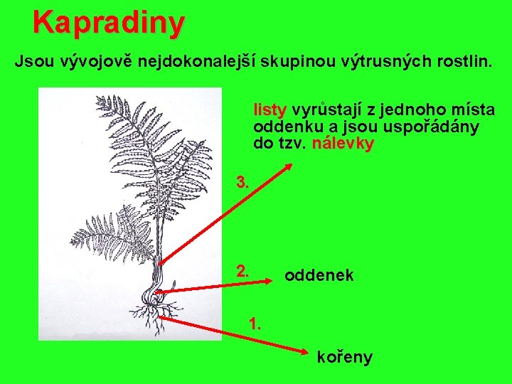 Kapradiny Jsou vývojově nejdokonalejší skupinou výtrusných rostlin. listy vyrůstají z jednoho místa oddenku a