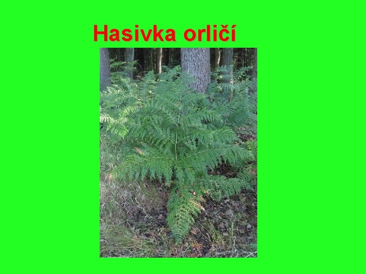 Hasivka orličí 