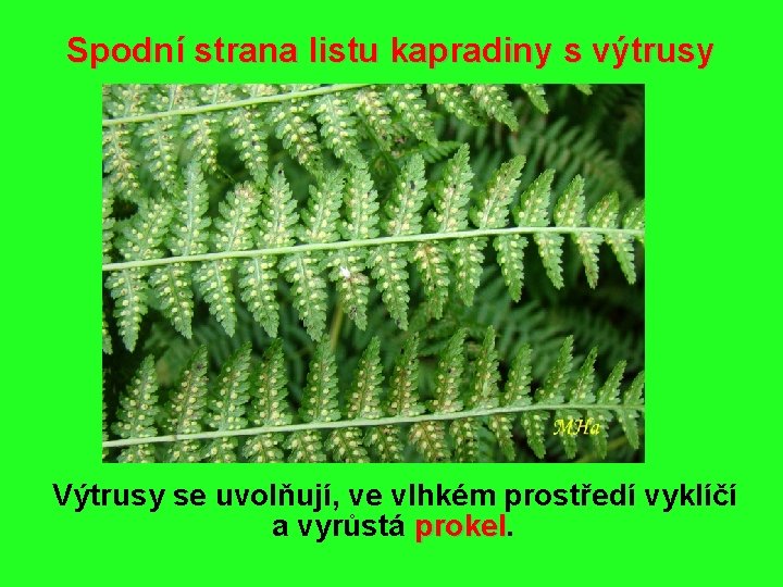 Spodní strana listu kapradiny s výtrusy Výtrusy se uvolňují, ve vlhkém prostředí vyklíčí a