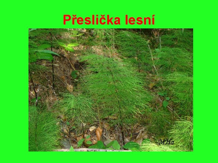 Přeslička lesní 