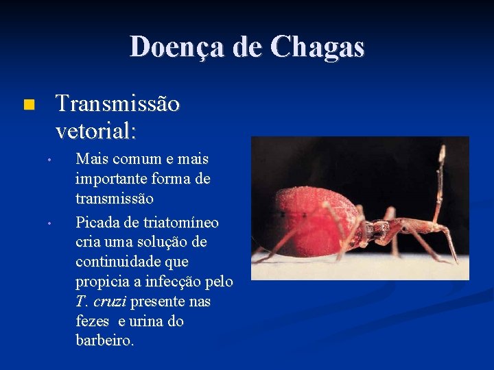 Doença de Chagas Transmissão vetorial: • • Mais comum e mais importante forma de