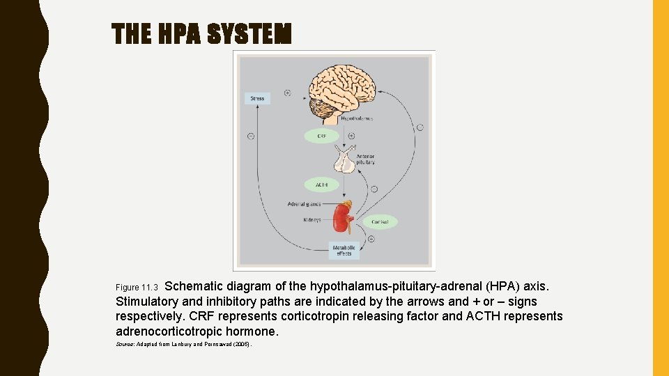 THE HPA SYSTEM Schematic diagram of the hypothalamus-pituitary-adrenal (HPA) axis. Stimulatory and inhibitory paths