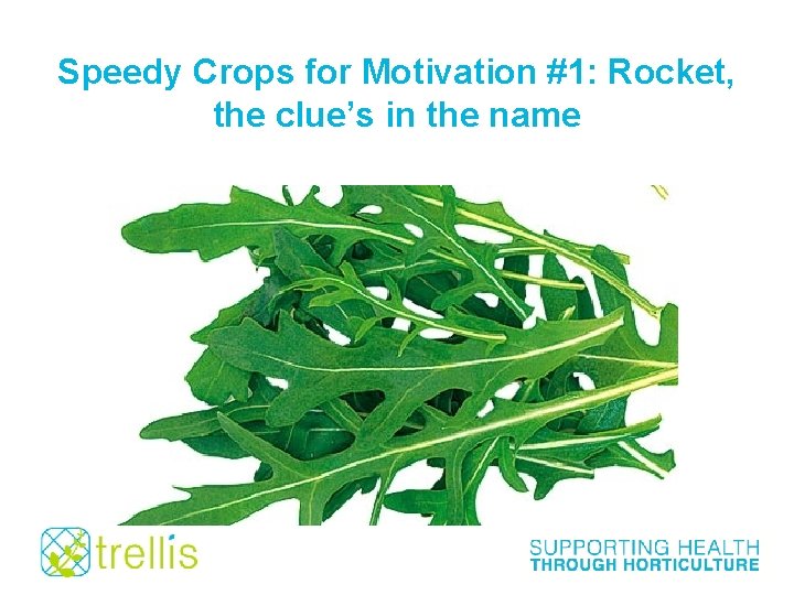 Speedy Crops for Motivation #1: Rocket, the clue’s in the name 