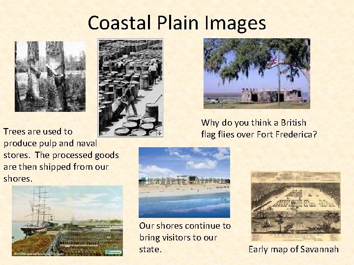 Coastal Plain Images Trees are used to produce pulp and naval stores. The processed