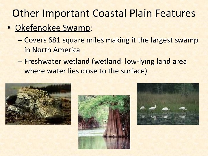 Other Important Coastal Plain Features • Okefenokee Swamp: – Covers 681 square miles making