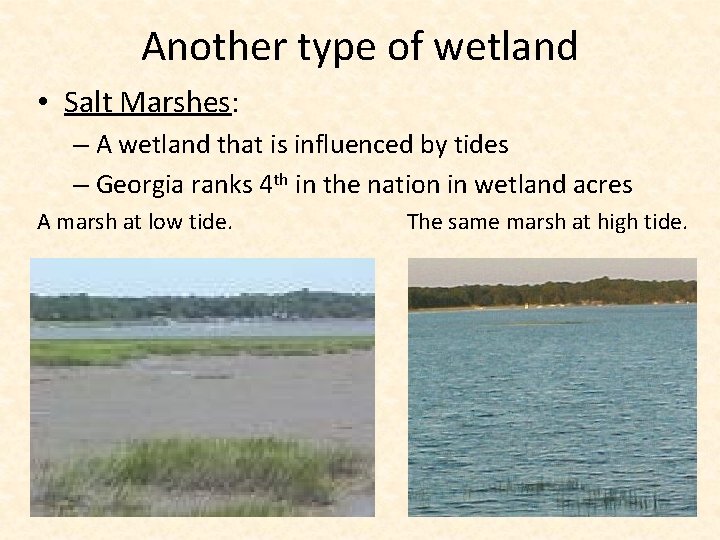 Another type of wetland • Salt Marshes: – A wetland that is influenced by