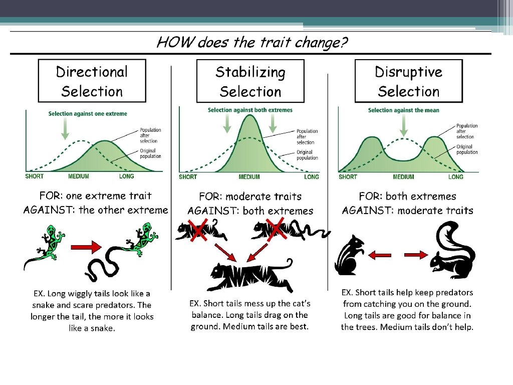  • Natural selection can alter the distribution of traits, depending on which phenotypes