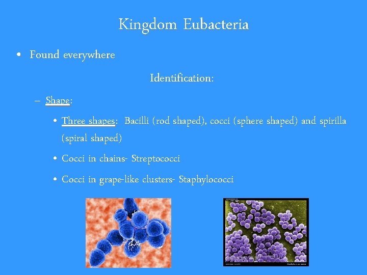 Kingdom Eubacteria • Found everywhere Identification: – Shape: • Three shapes: Bacilli (rod shaped),