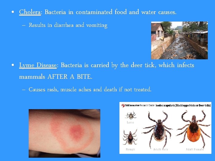  • Cholera: Bacteria in contaminated food and water causes. – Results in diarrhea