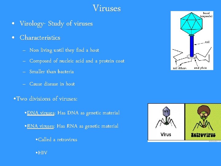 Viruses • Virology- Study of viruses • Characteristics – – – Non living until