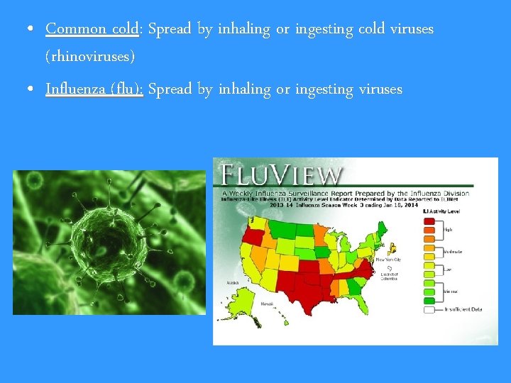  • Common cold: Spread by inhaling or ingesting cold viruses (rhinoviruses) • Influenza