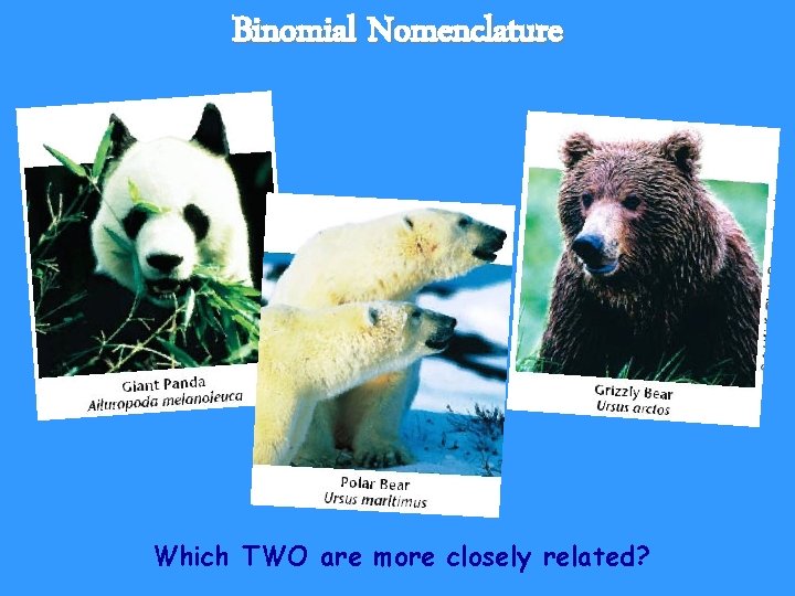 Binomial Nomenclature Which TWO are more closely related? 