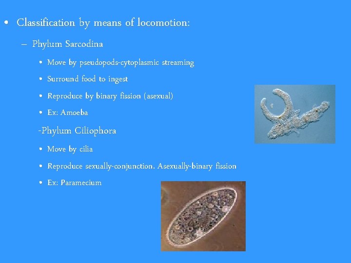  • Classification by means of locomotion: – Phylum Sarcodina • • Move by