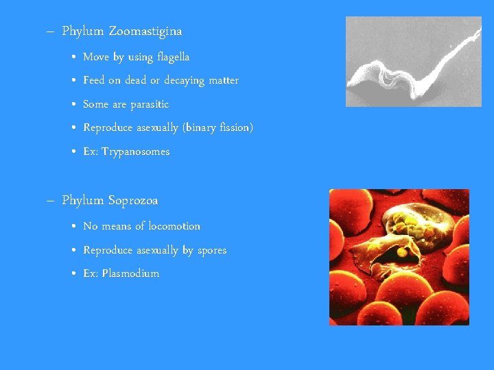 – Phylum Zoomastigina • • • Move by using flagella Feed on dead or