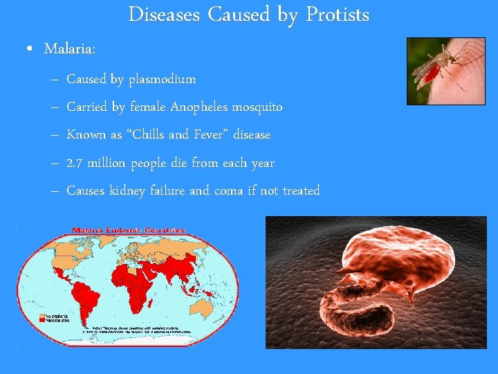  • Malaria: Diseases Caused by Protists – Caused by plasmodium – Carried by