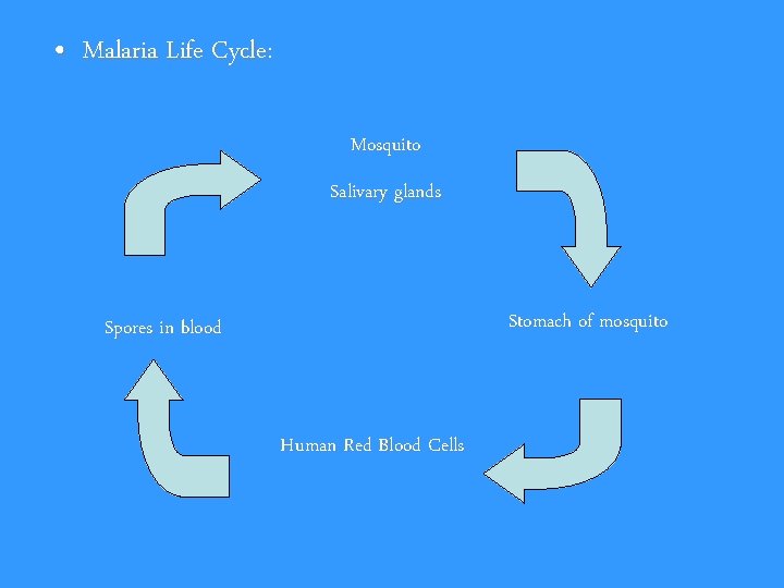  • Malaria Life Cycle: Mosquito Salivary glands Stomach of mosquito Spores in blood