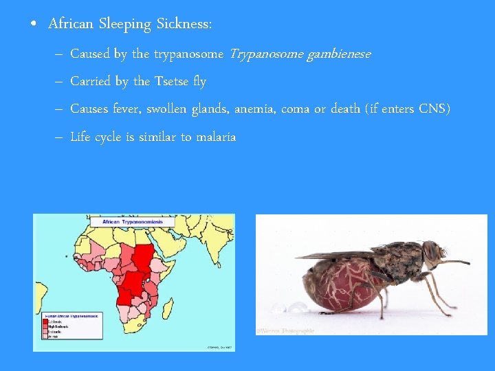  • African Sleeping Sickness: – Caused by the trypanosome Trypanosome gambienese – Carried