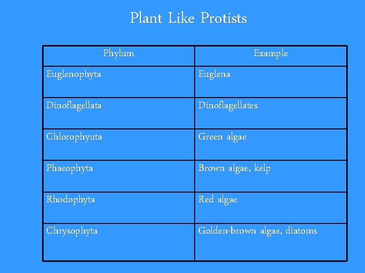 Plant Like Protists Phylum Example Euglenophyta Euglena Dinoflagellates Chlorophyuta Green algae Phaeophyta Brown algae,