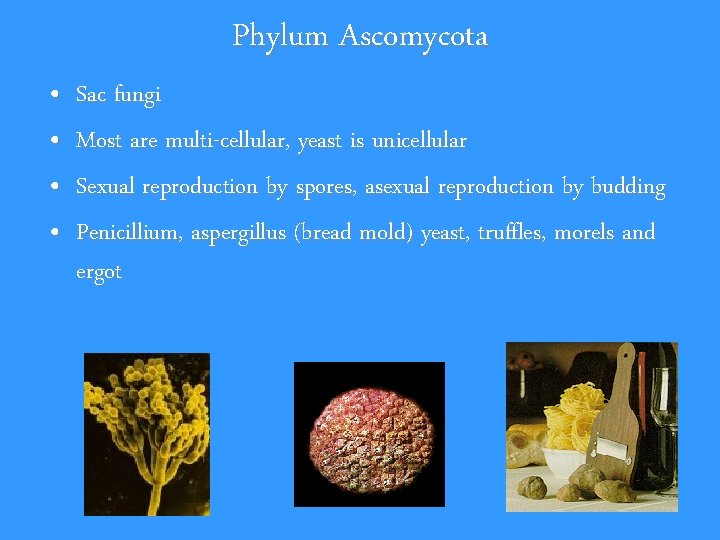 Phylum Ascomycota • • Sac fungi Most are multi-cellular, yeast is unicellular Sexual reproduction