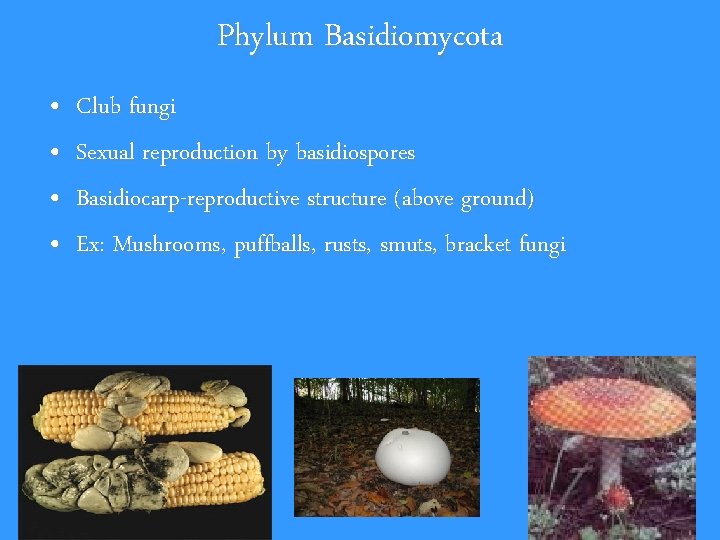 Phylum Basidiomycota • • Club fungi Sexual reproduction by basidiospores Basidiocarp-reproductive structure (above ground)