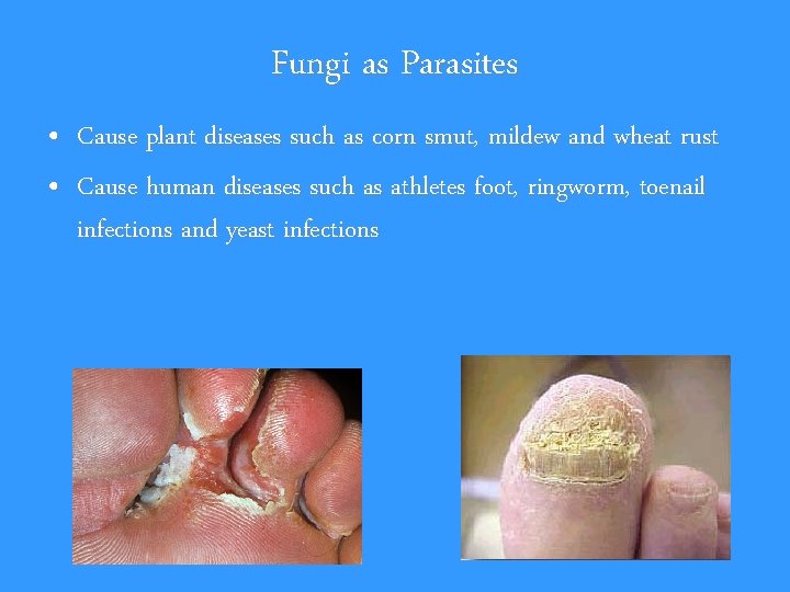 Fungi as Parasites • Cause plant diseases such as corn smut, mildew and wheat