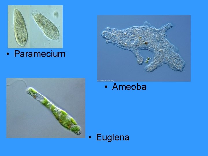  • Paramecium • Ameoba • Euglena 