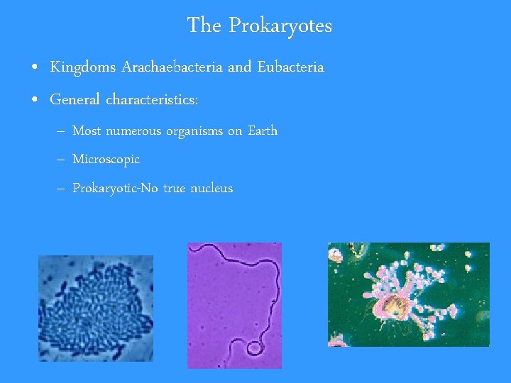 The Prokaryotes • Kingdoms Arachaebacteria and Eubacteria • General characteristics: – Most numerous organisms