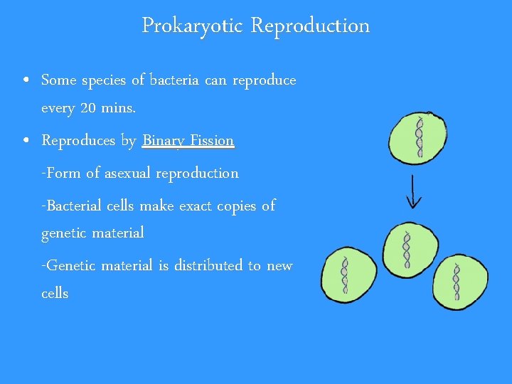 Prokaryotic Reproduction • Some species of bacteria can reproduce every 20 mins. • Reproduces